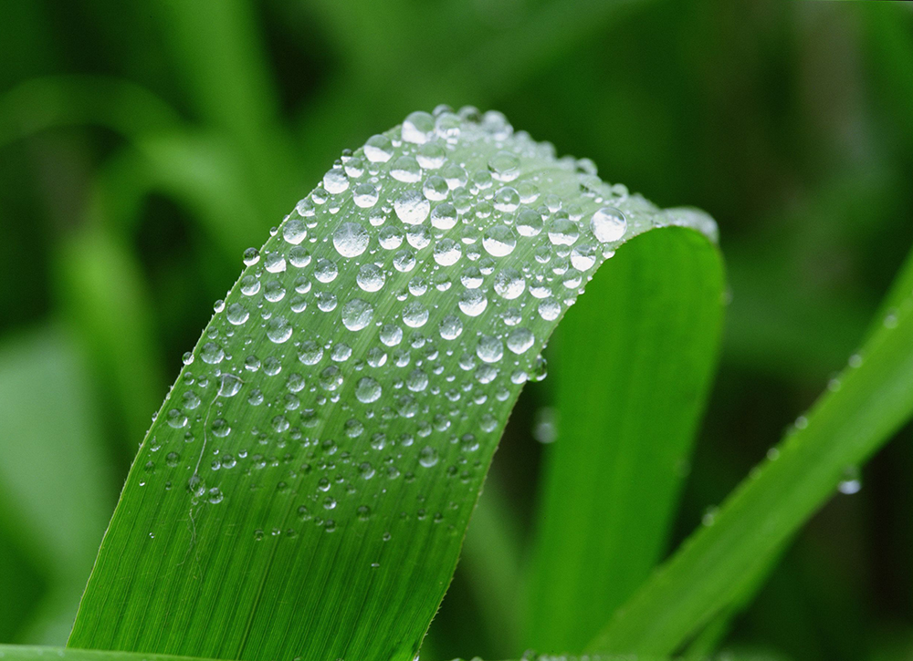 Nature | Ipieca